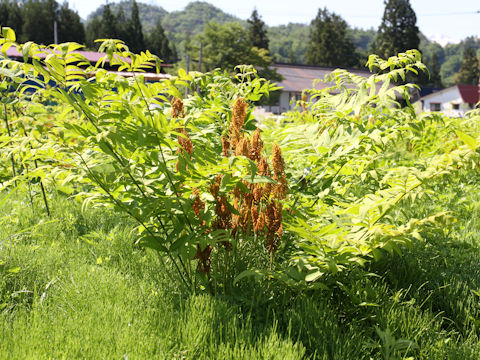 Osmunda japonica