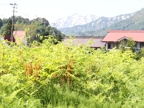 Osmunda japonica