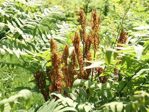 Osmunda japonica