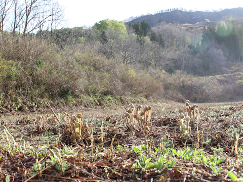 Osmunda japonica