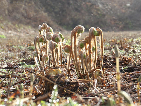 Osmunda japonica