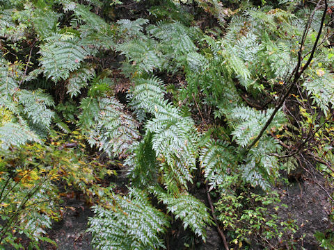 Osmunda japonica