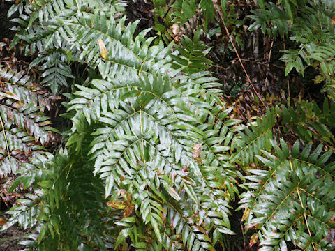 Osmunda japonica