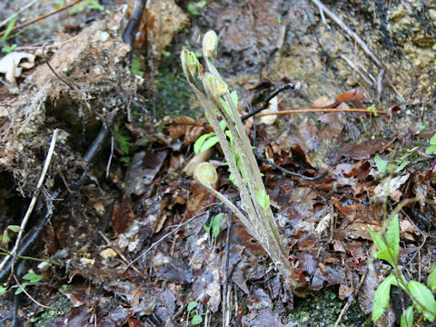 Osmunda japonica