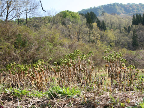 Osmunda japonica