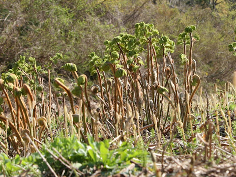 Osmunda japonica