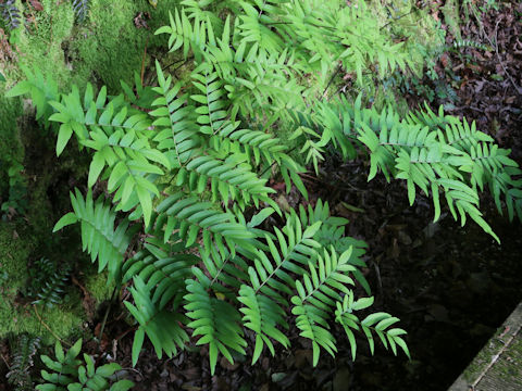 Osmunda japonica