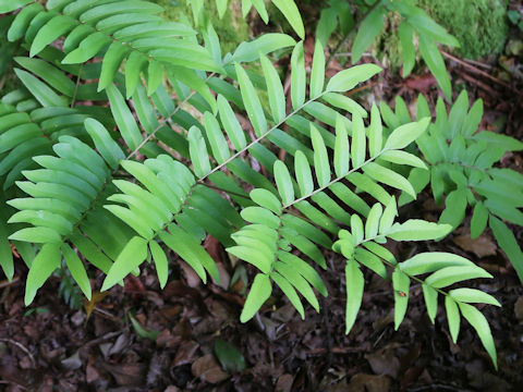 Osmunda japonica