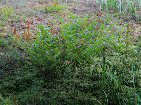 Osmunda japonica