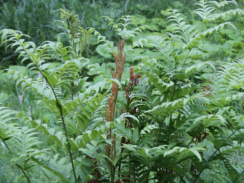 Osmunda japonica
