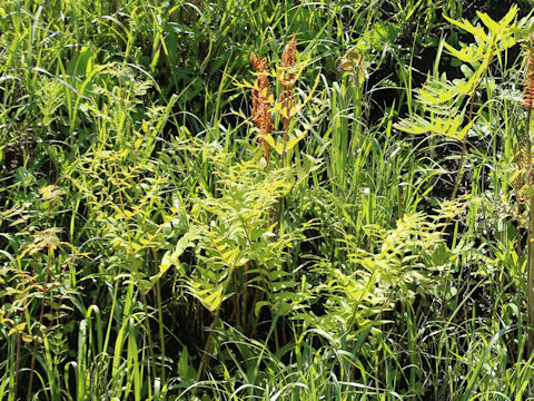 Osmunda japonica