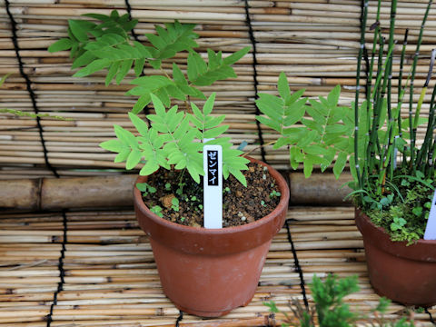 Osmunda japonica