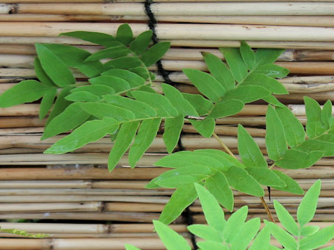 Osmunda japonica