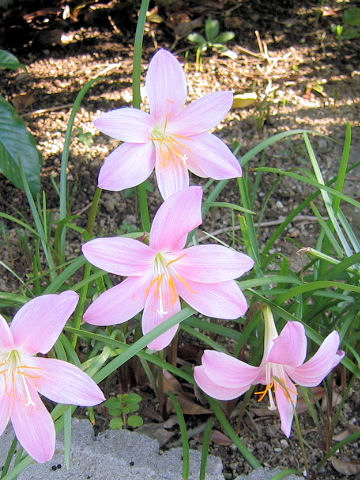 Zephyranthes carinata