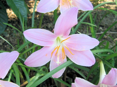 Zephyranthes carinata