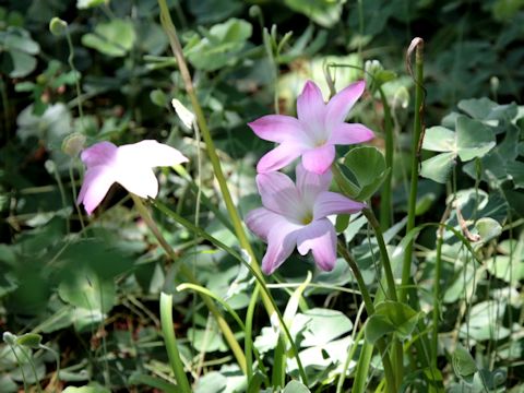 Zephyranthes carinata