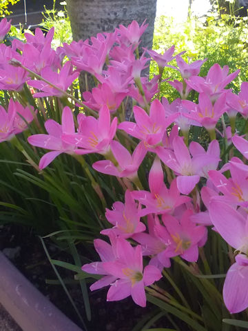 Zephyranthes carinata