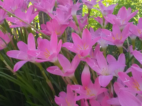 Zephyranthes carinata