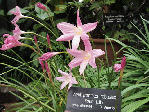 Zephyranthes robustus