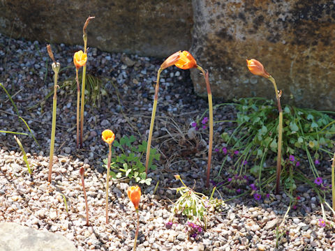 Zephyranthes verecunda