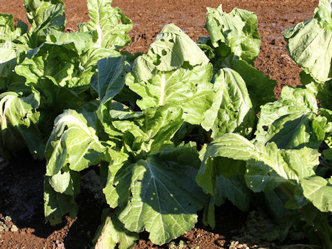 Brassica juncea var. tumida