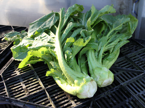 Brassica juncea var. tumida