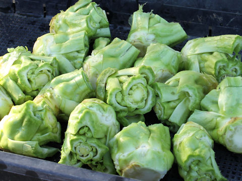 Brassica juncea var. tumida