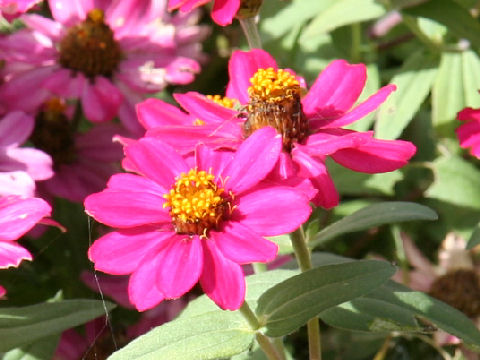 Zinnia cv. Profusion