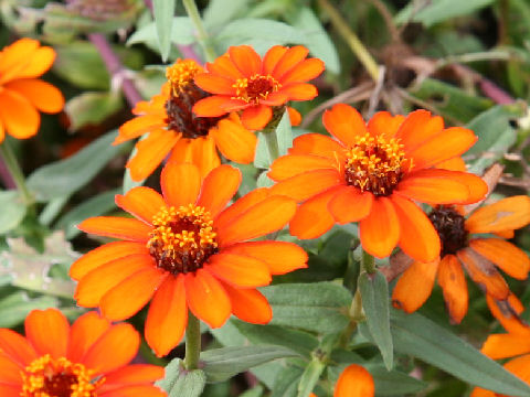 Zinnia cv. Profusion