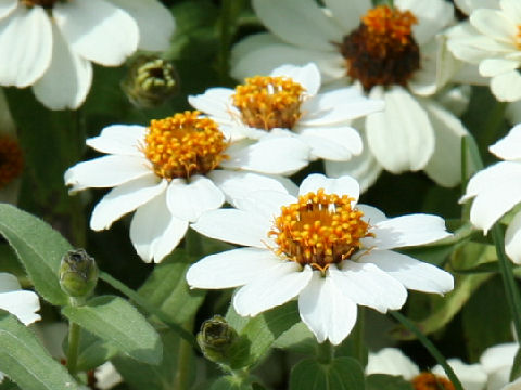 Zinnia cv. Profusion