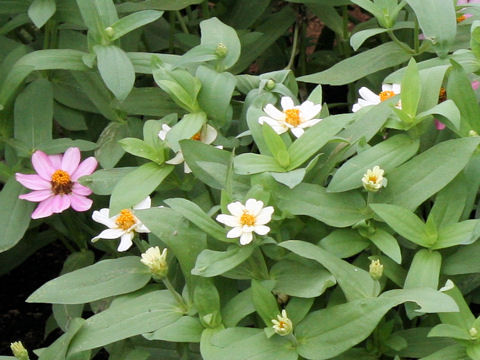 Zinnia cv. Profusion