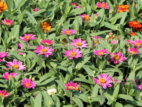 Zinnia cv. Profusion