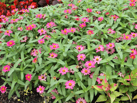 Zinnia cv. Profusion