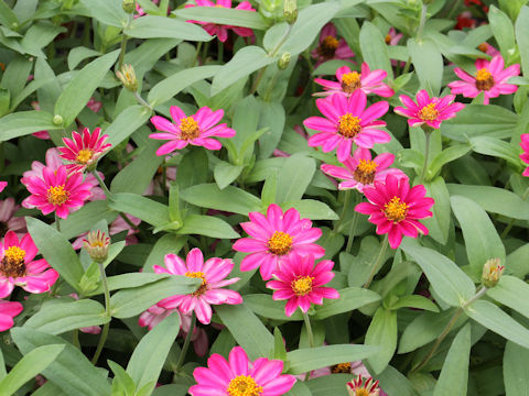 Zinnia cv. Profusion