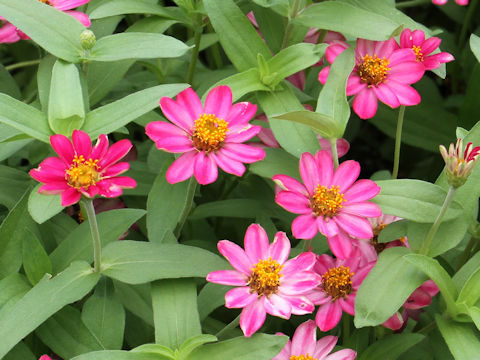 Zinnia cv. Profusion