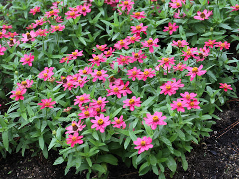 Zinnia cv. Profusion