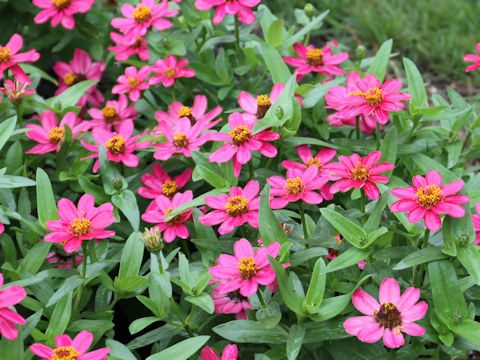 Zinnia cv. Profusion