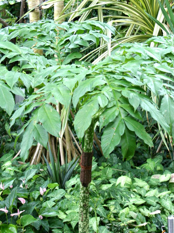 Amorphophallus paeoniifolius