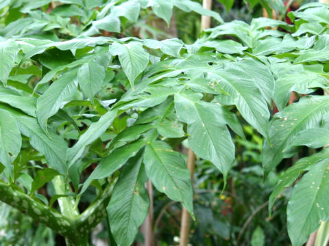 Amorphophallus paeoniifolius