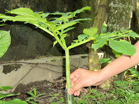 Amorphophallus paeoniifolius