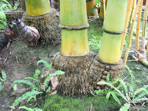 Dendrocalamus giganteus