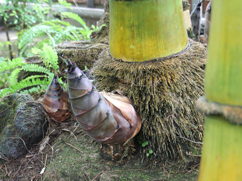 Dendrocalamus giganteus