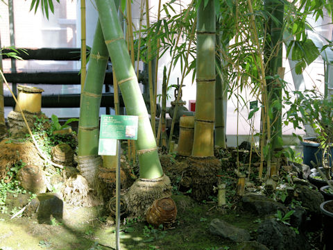 Dendrocalamus giganteus