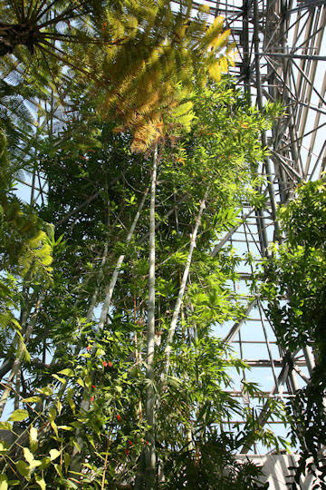 Dendrocalamus giganteus