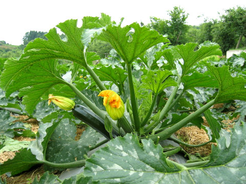 Cucurbita pepo var. melopepo