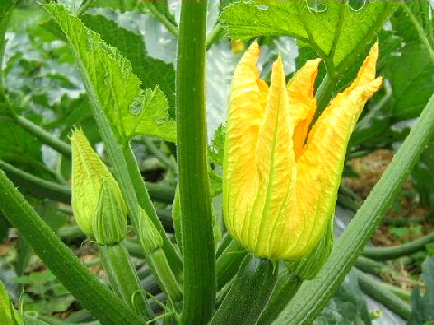 Cucurbita pepo var. melopepo