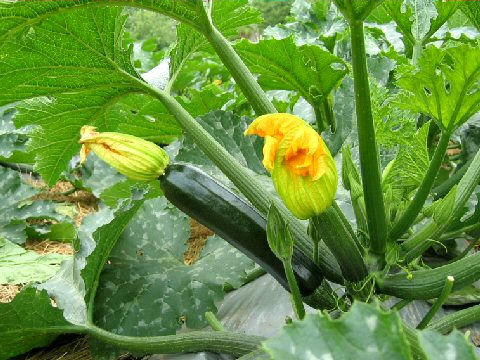 Cucurbita pepo var. melopepo