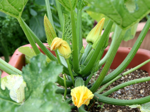 Cucurbita pepo var. melopepo