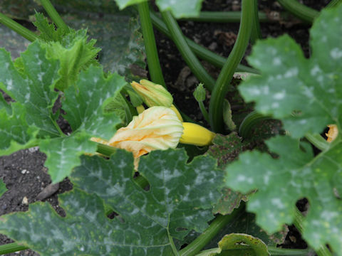 Cucurbita pepo var. melopepo