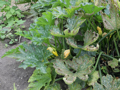 Cucurbita pepo var. melopepo